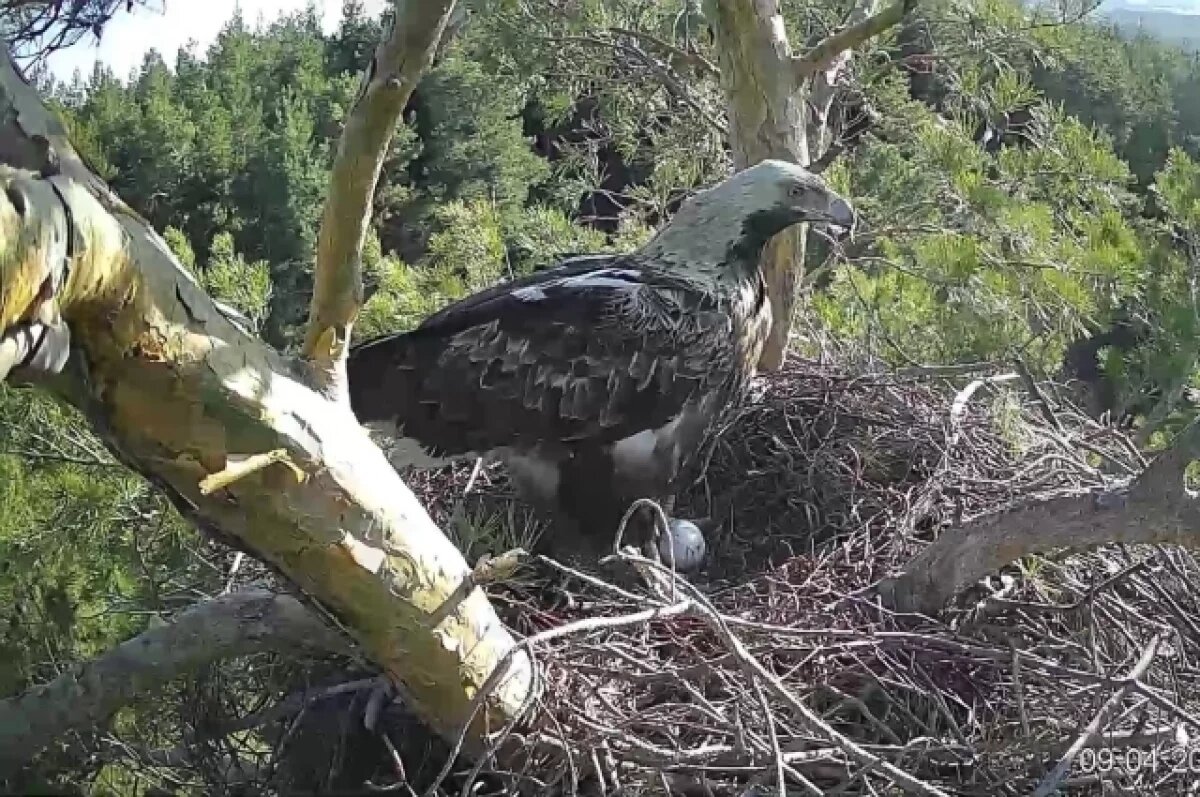    Солнечные орлы Белогор и Арбушка ожидают пополнения