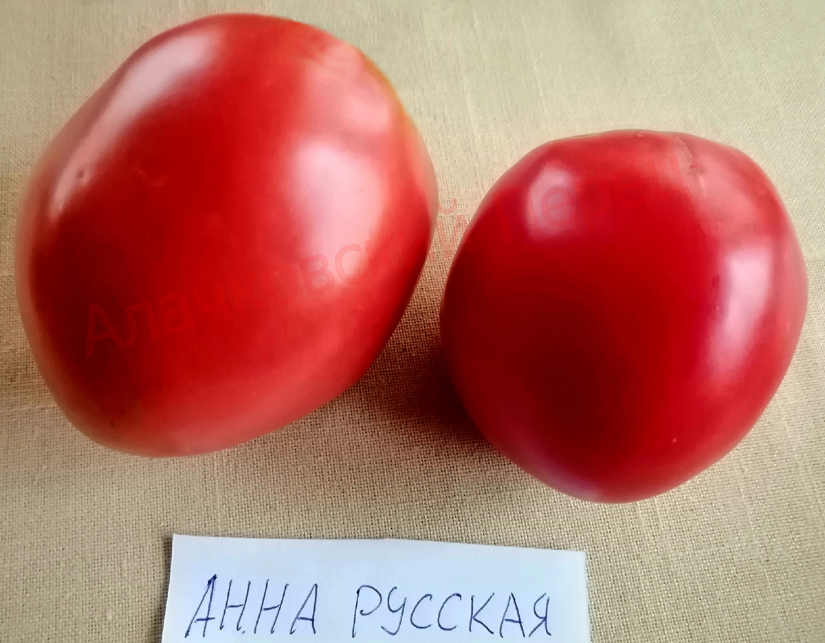 Анна Русская