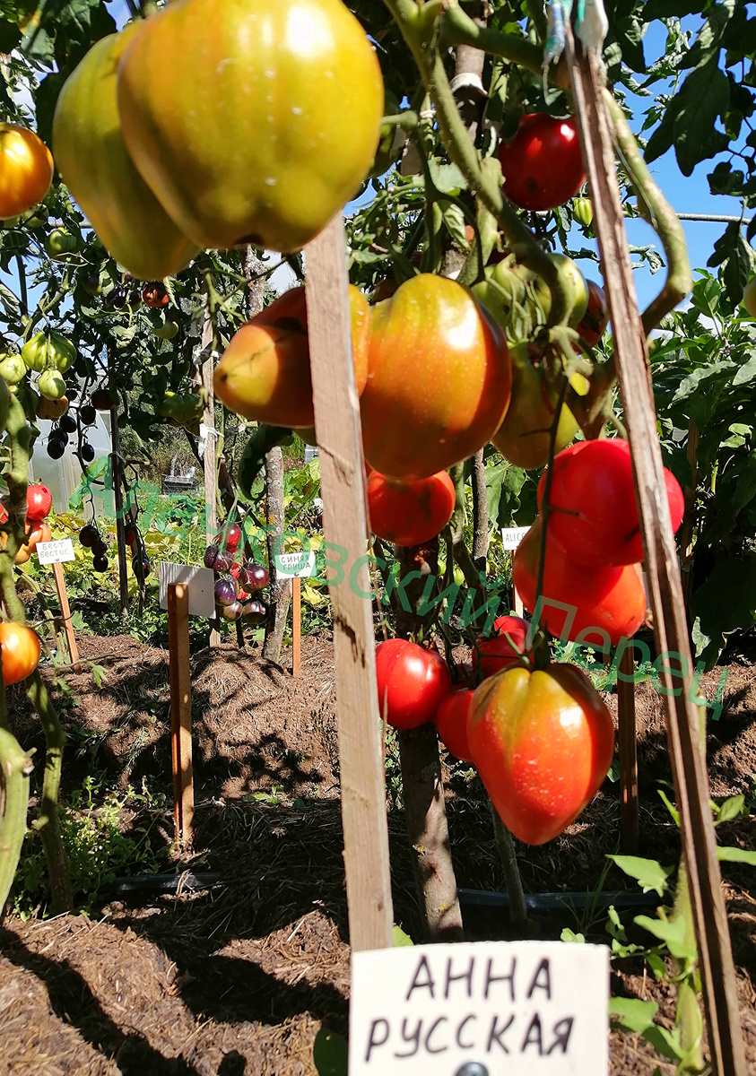 Анна Русская