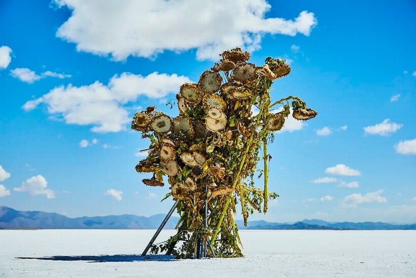    14 работ художника-флориста, который отправляет цветы на дно океана и в космос