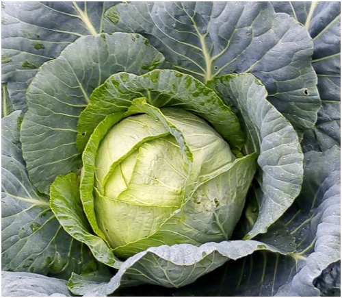 среднепоздняя