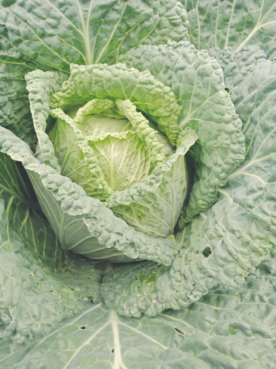 савойская (пупырчатая) капуста