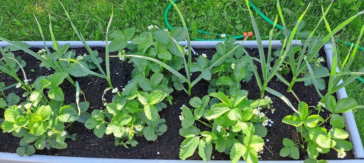 Клубника первого года. Начало цветения