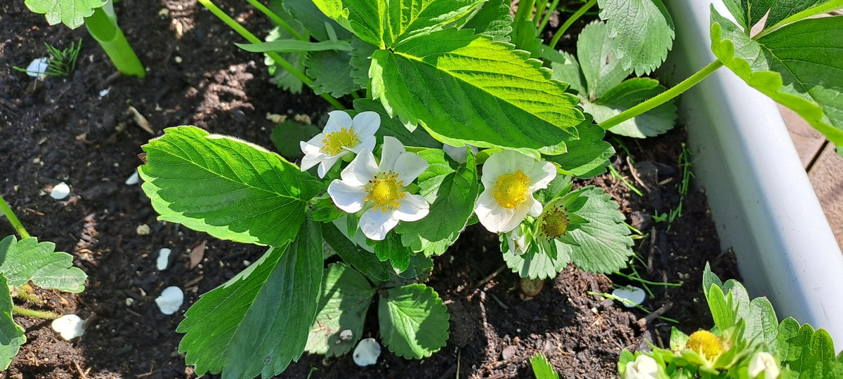 Сорт клубники Цунаки