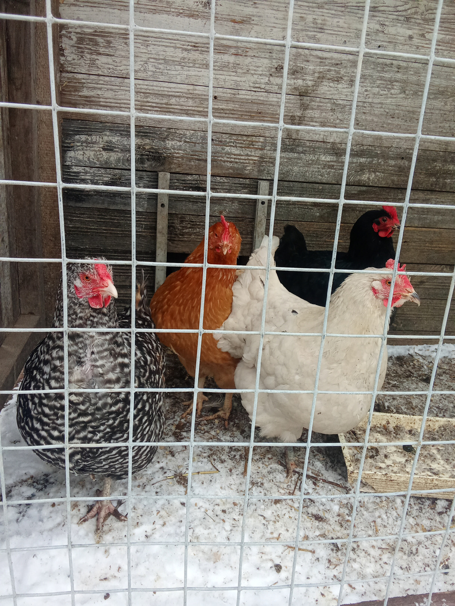 Мои красотки 