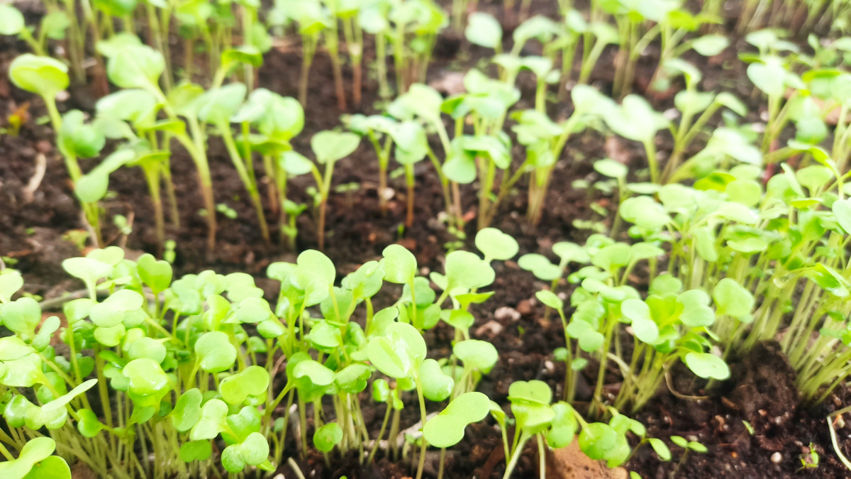 Апрель, это время, когда многие садоводы и огородники начинают задумываться о посеве овощей