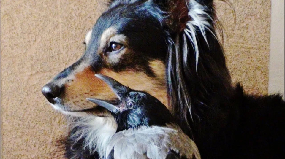 Яндекс.картинки просто для обложки 