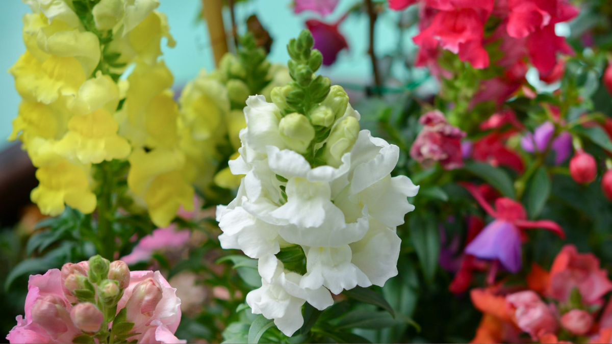 Львиный зев: полное руководство по выращиванию и уходу для начинающих