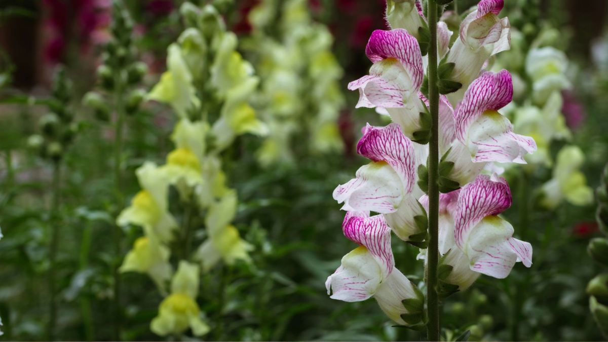 Выращивание львиного зева из семян