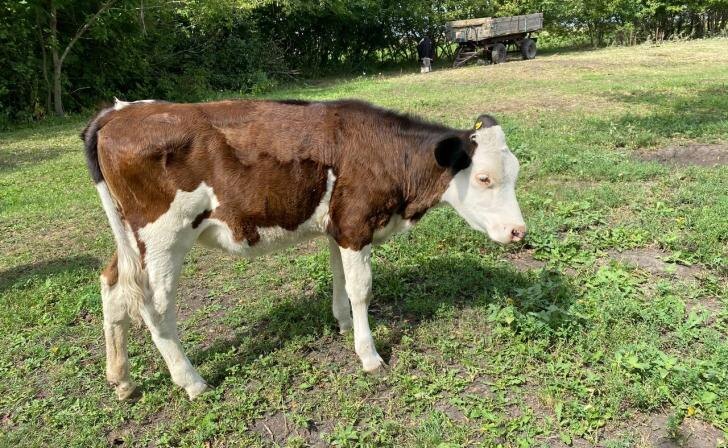    фото Курские известия