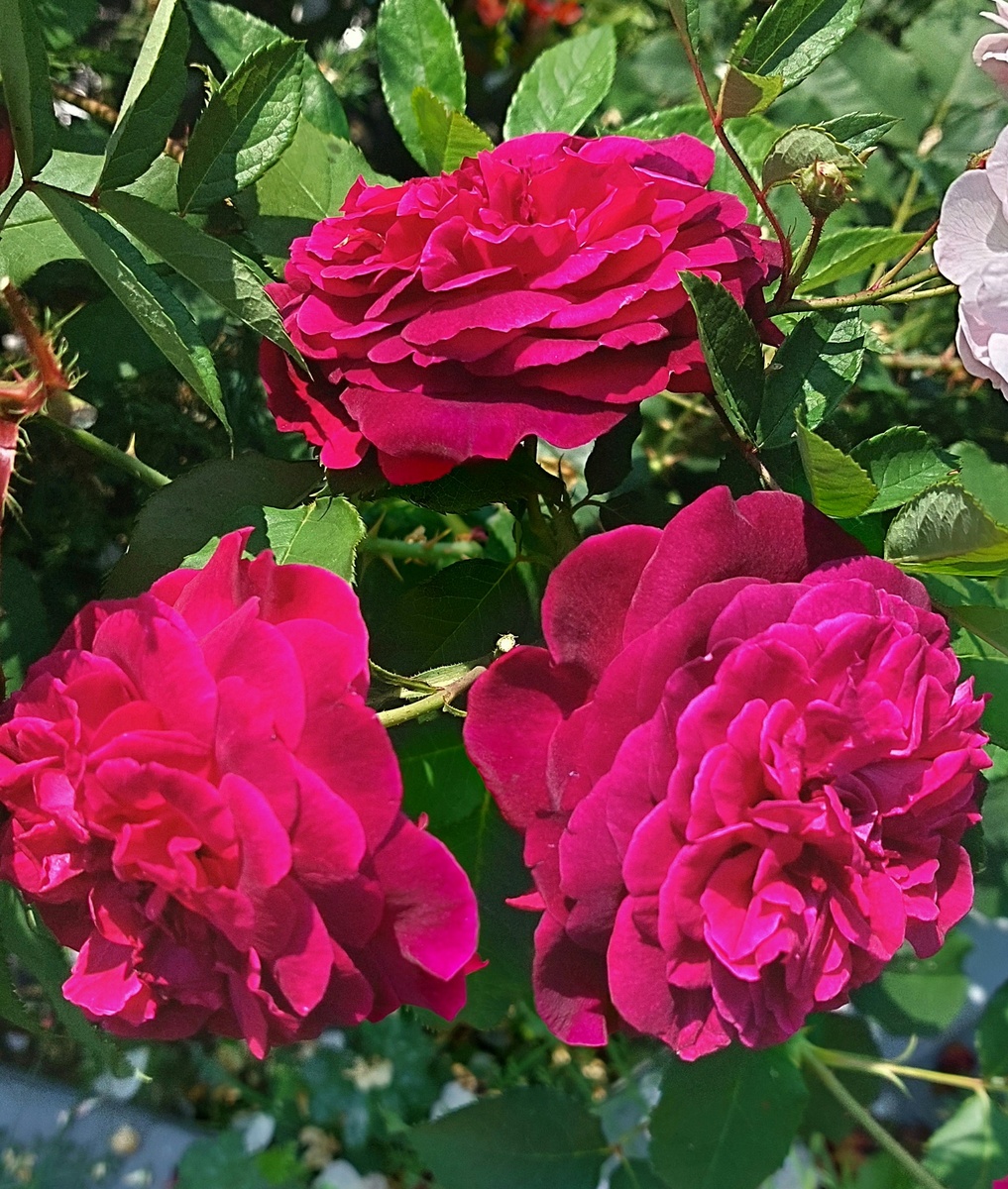 Манстед Вуд. "Остинка"