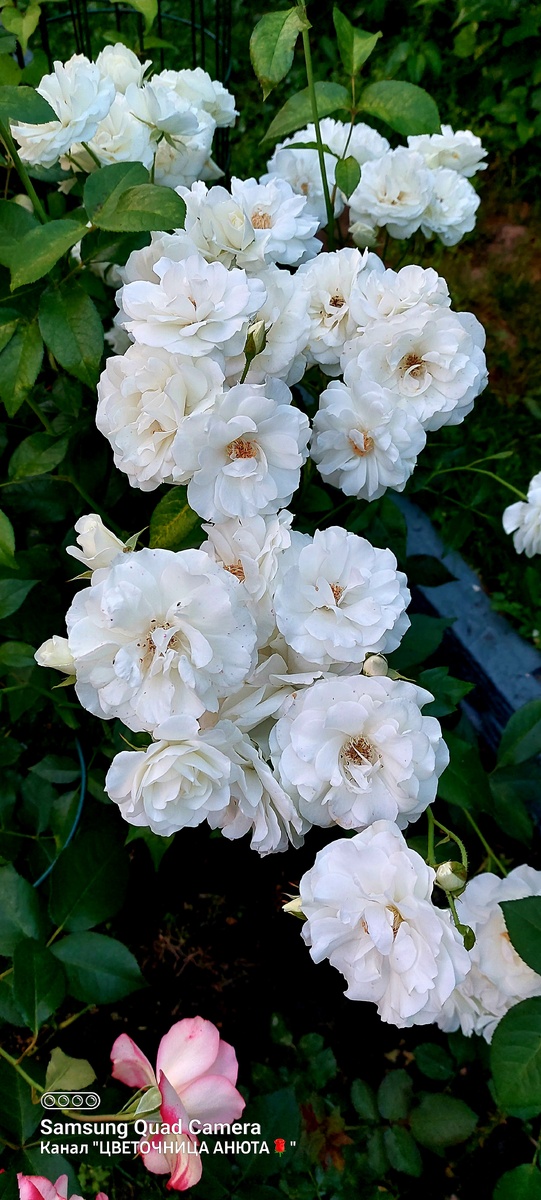 Карт Бланш. Флорибунда