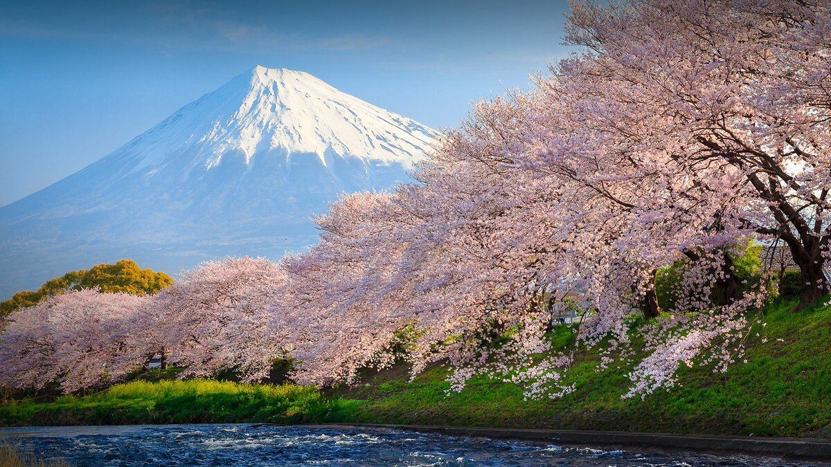 Великая гора Фудзияма и сакура!