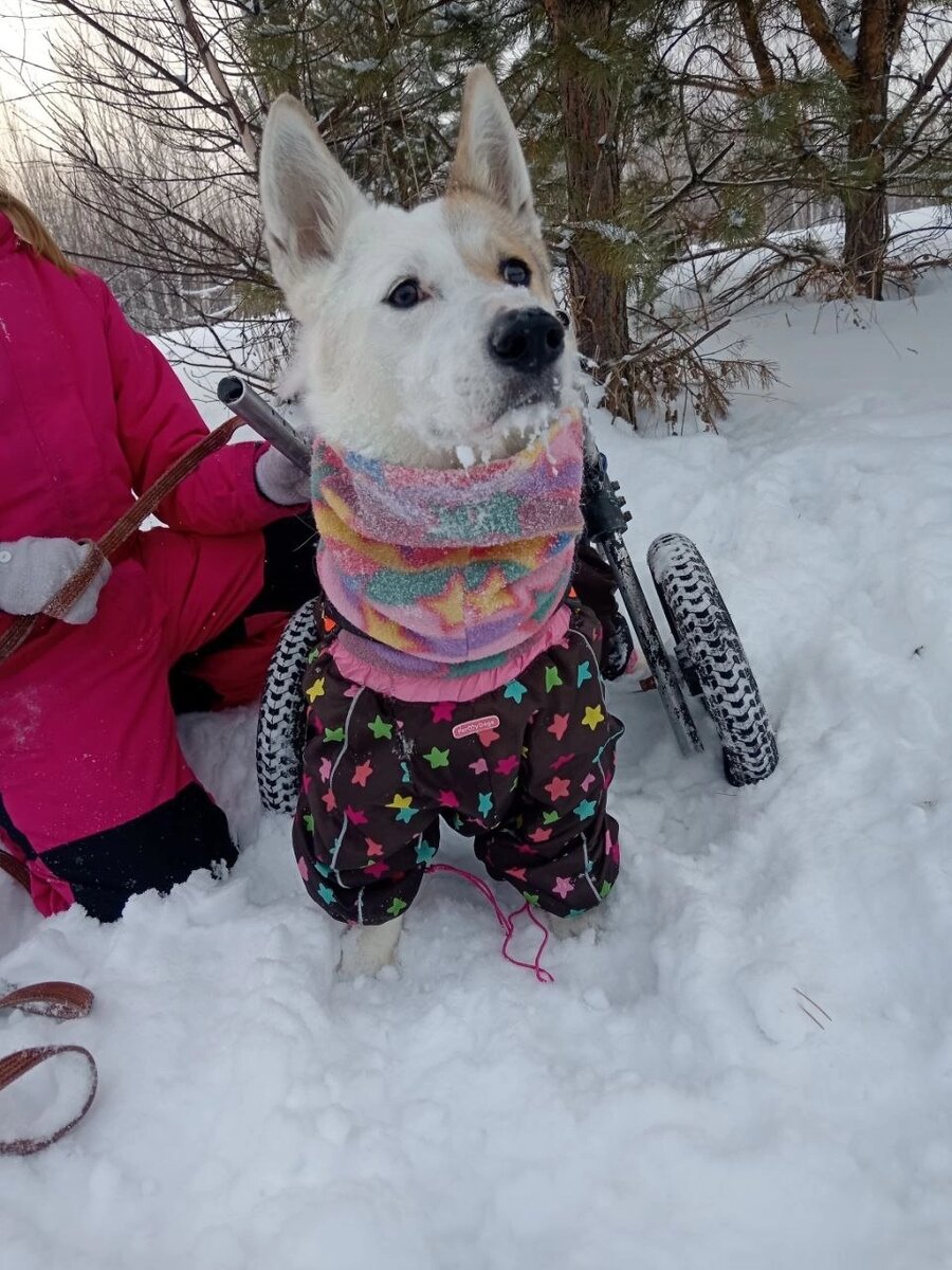 Люсю сбила машина, осталась инвалидом
