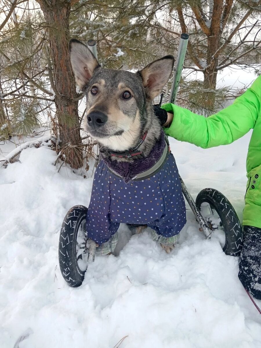 Велеса сбила машина остался инвалидом