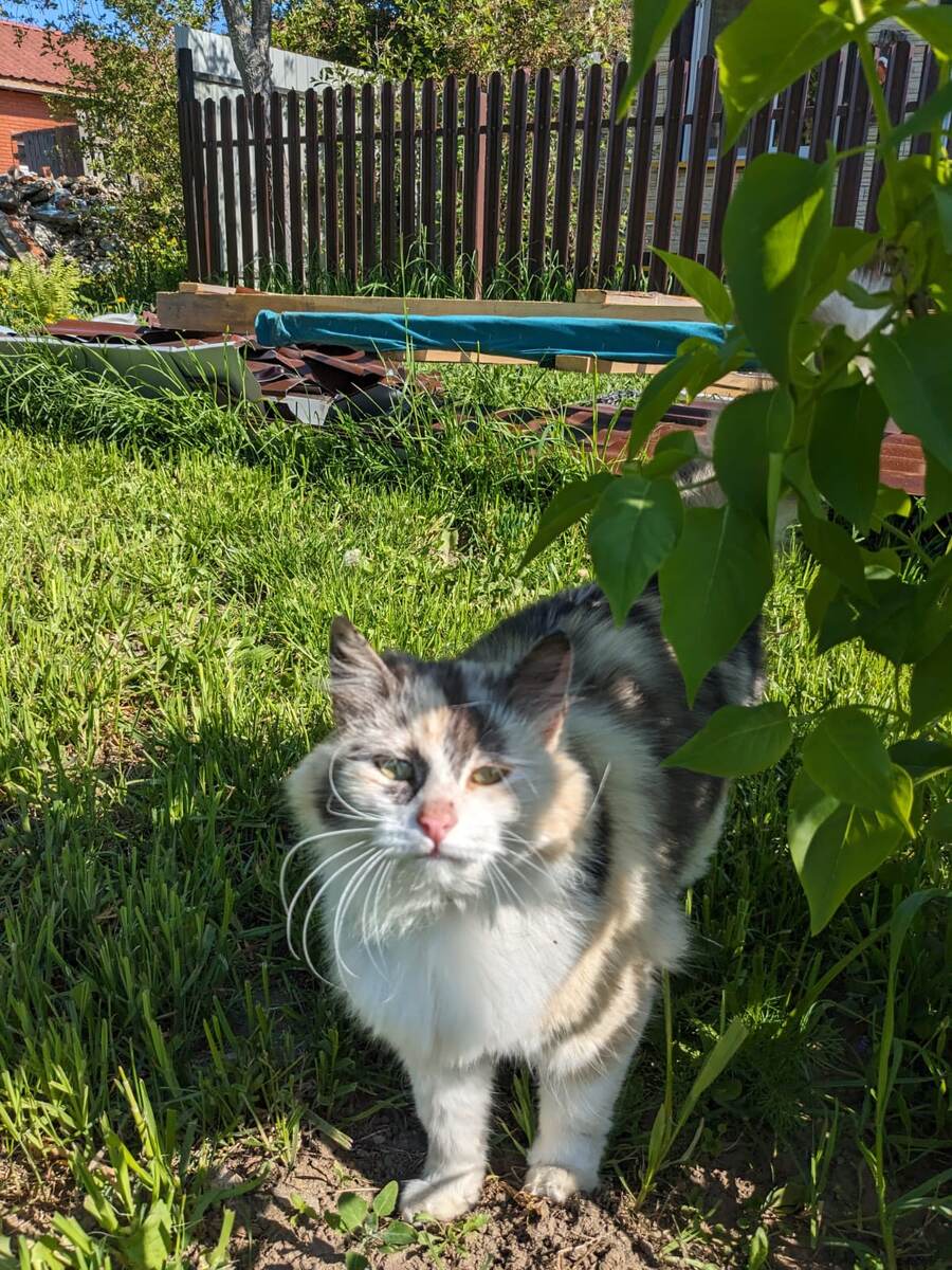 Мотли перед стеридизацией