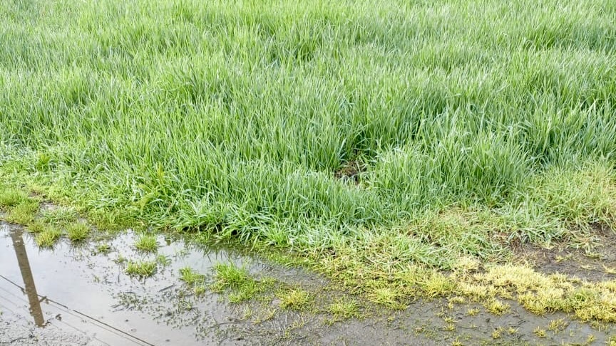 Травка зеленеет…Краснодарский край  - 7 апреля 2025