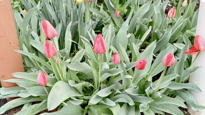 Тюльпаны…Краснодарский край  - 7 апреля 2025