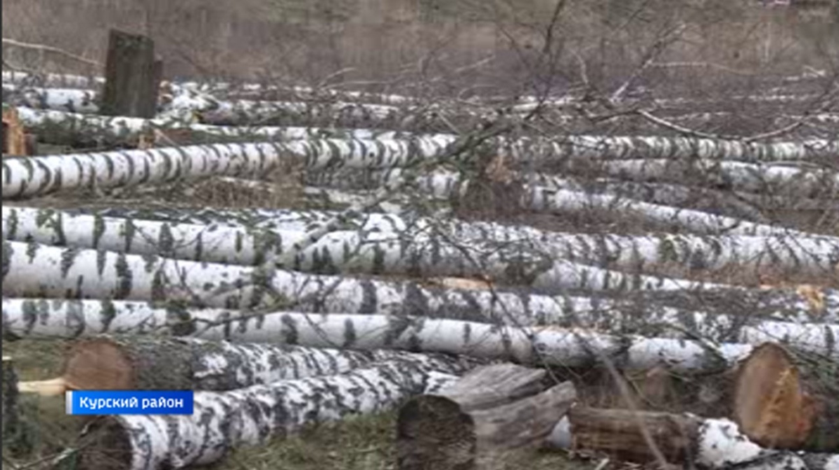    Жители Курской области обратились к Александру Хинштейну с просьбой спасти березовую рощу