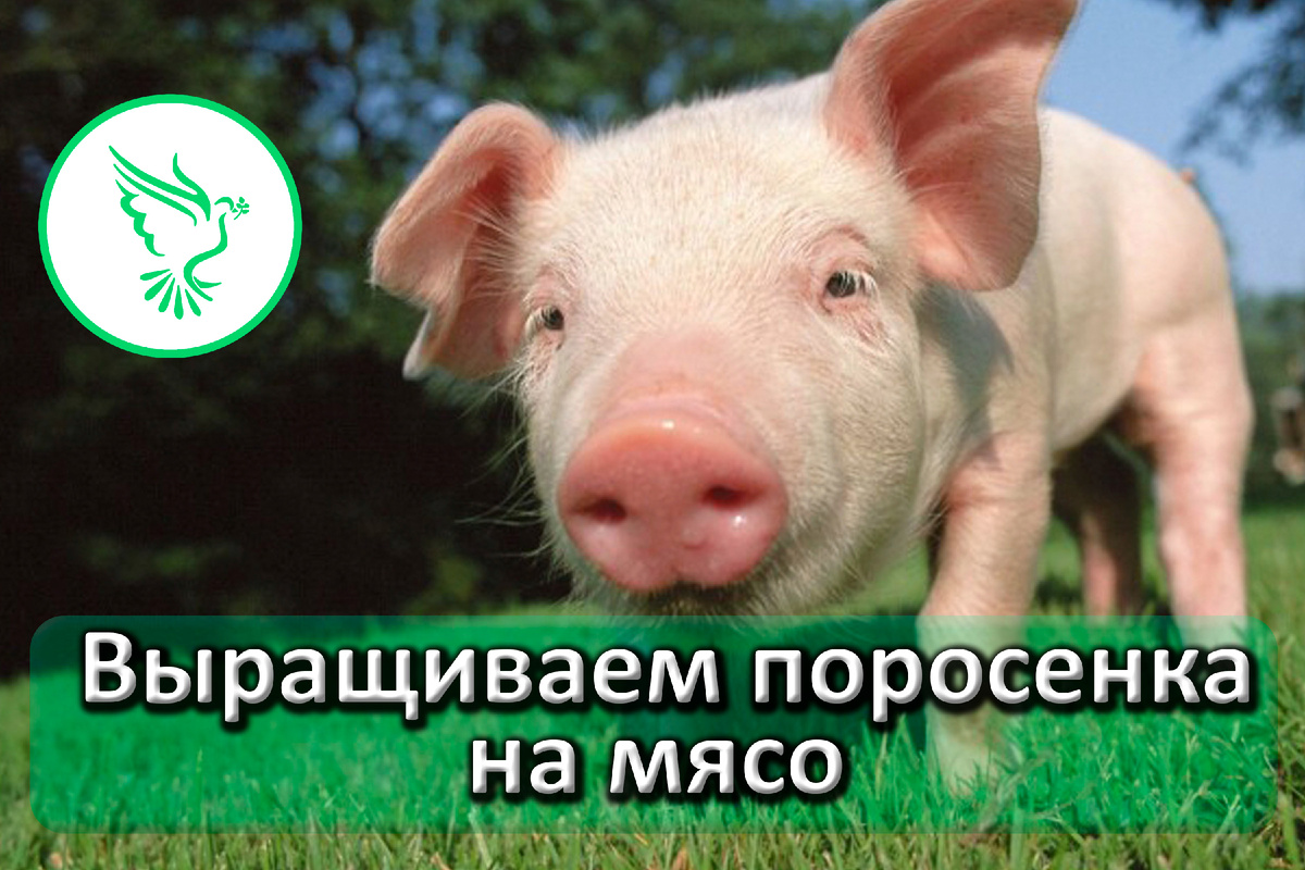 Вырастить поросенка легко!