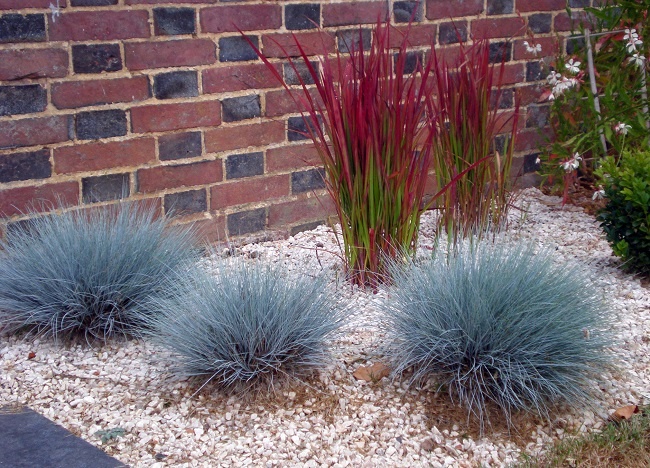 Не высокие злаковые, игра цвета