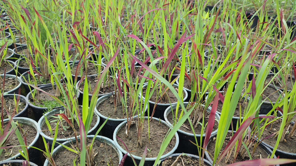 Саженцы Императы