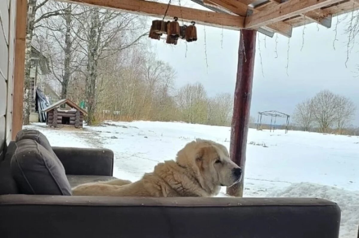    Пропавший алабай из деревни Горки.