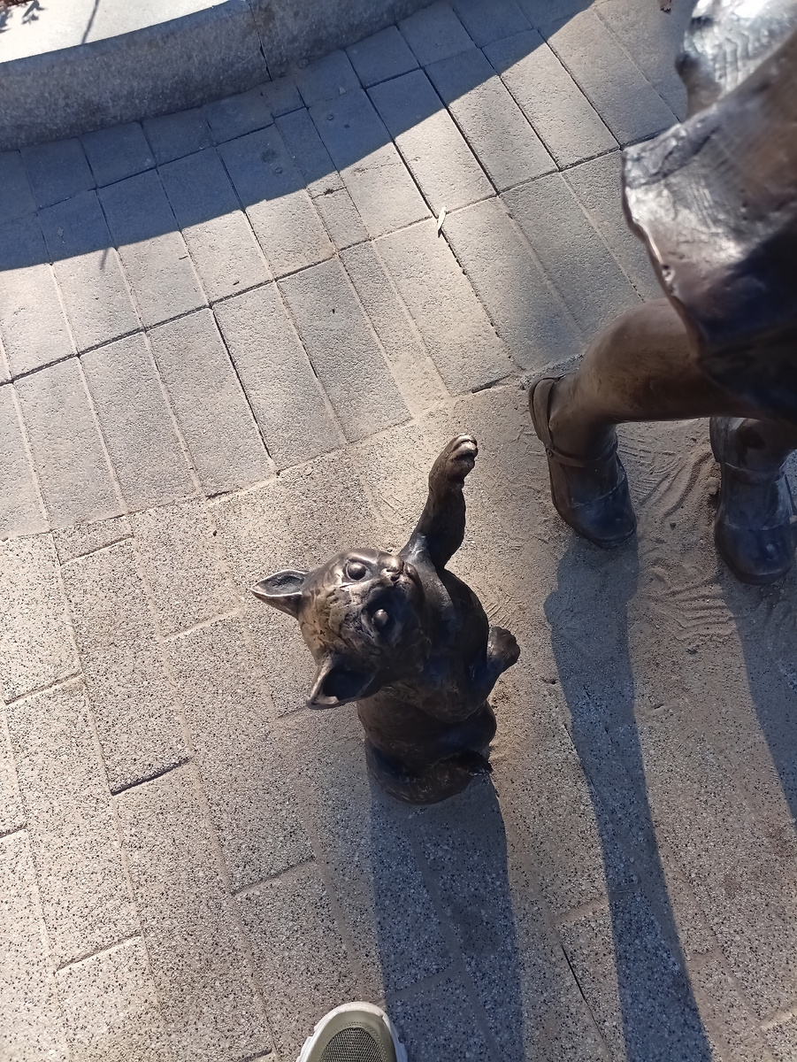 Котик просит мороженое 