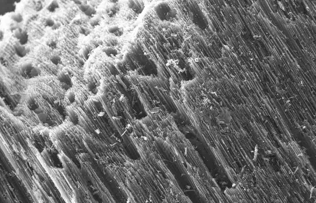 Уголь под микроскопом