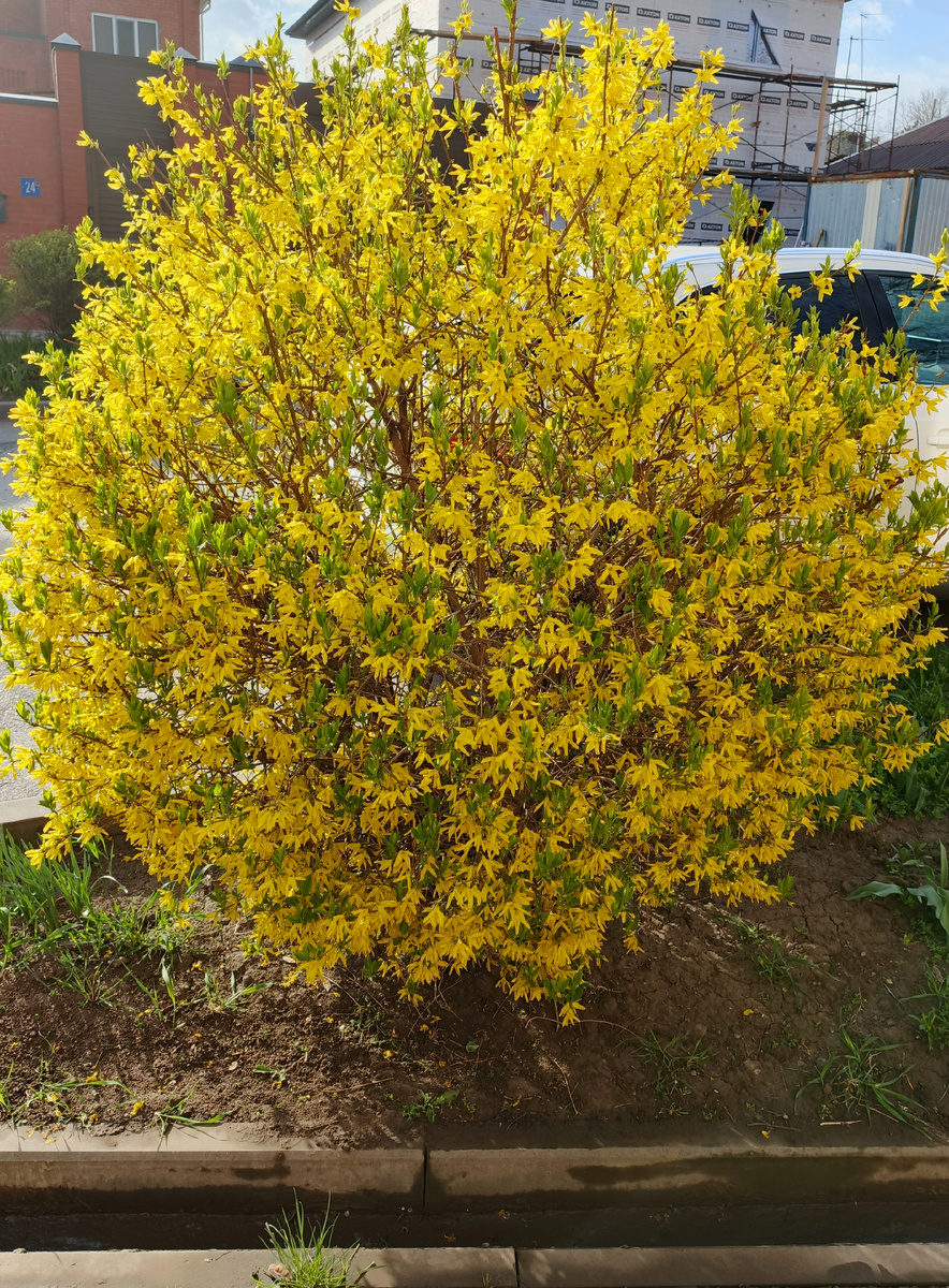 Куст-солнышко