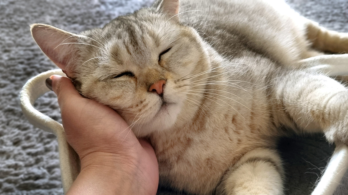 Котик