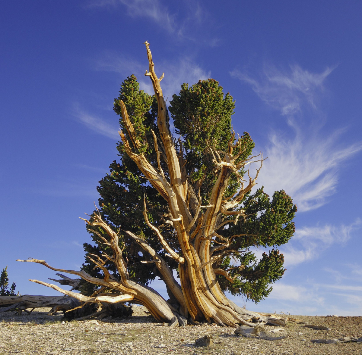 Дерево, которое видело больше рассветов, чем можно сосчитать.