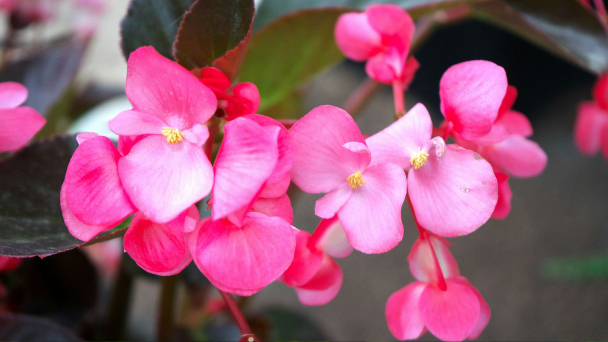 Распространенные проблемы бегонии