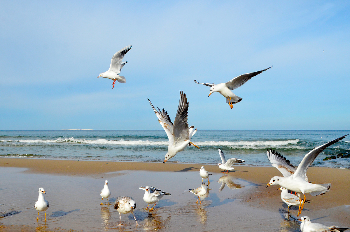 Чайки на берегу Балтики. Листайте галерею. Фото автора. 