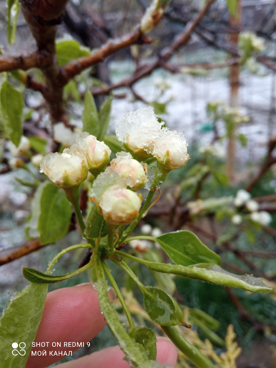 7 апреля 2025 года. Снег на цветках груши. Фото автора.