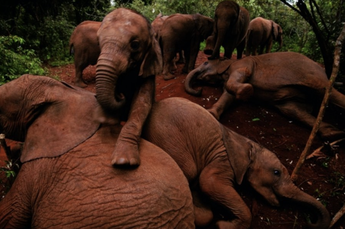 Даже осиротевшие слонята понимают иерархию. Выйдя из питомника на утреннюю прогулку, старшие питомцы ложатся на землю и позволяют младшим играть и лазить прямо по себе. Фото: Майкл Николс