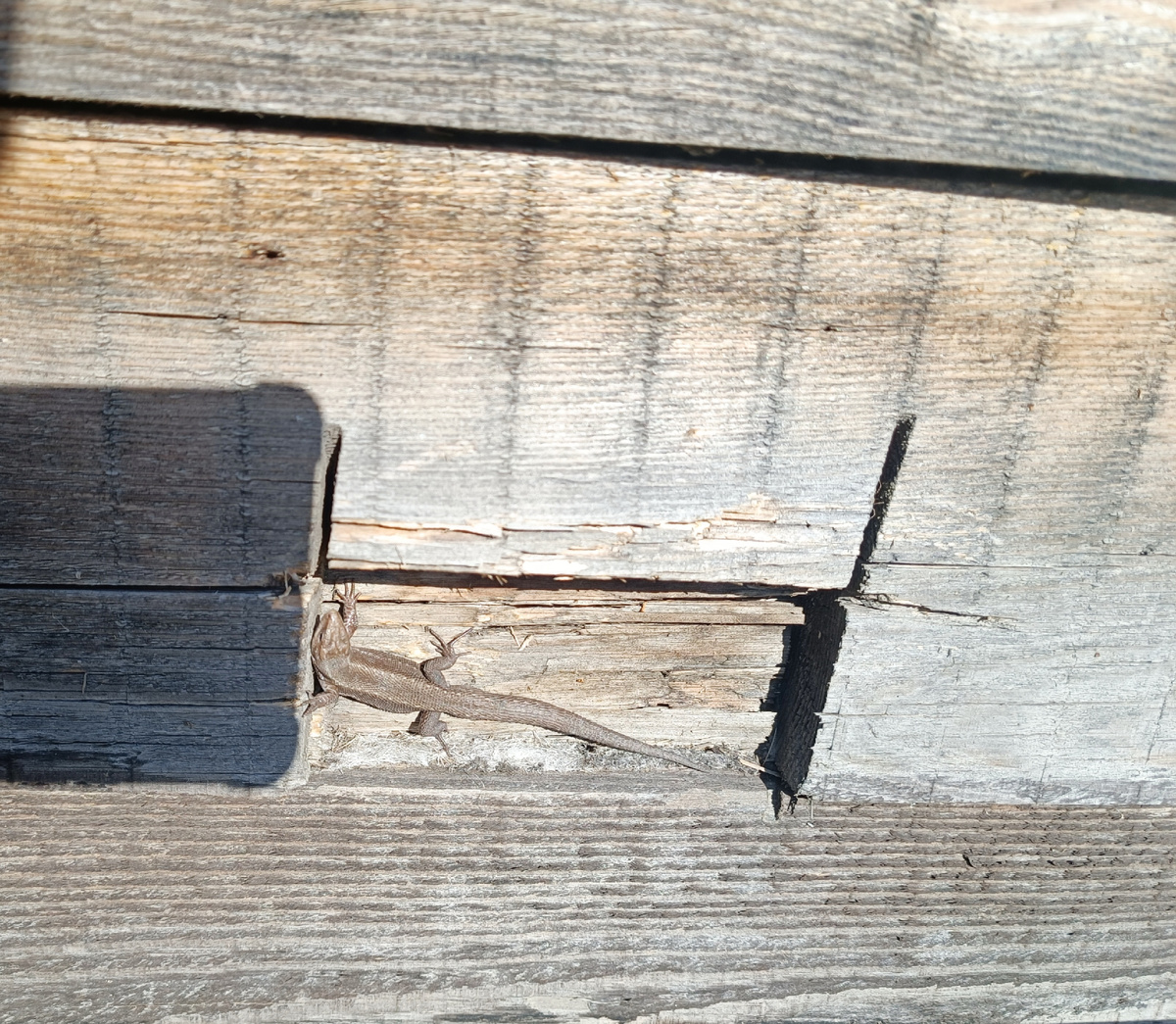 Ящерица - наша гостья