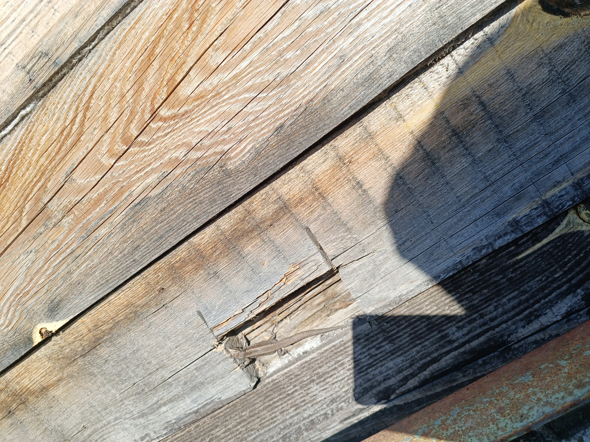 Ящерица и солнце