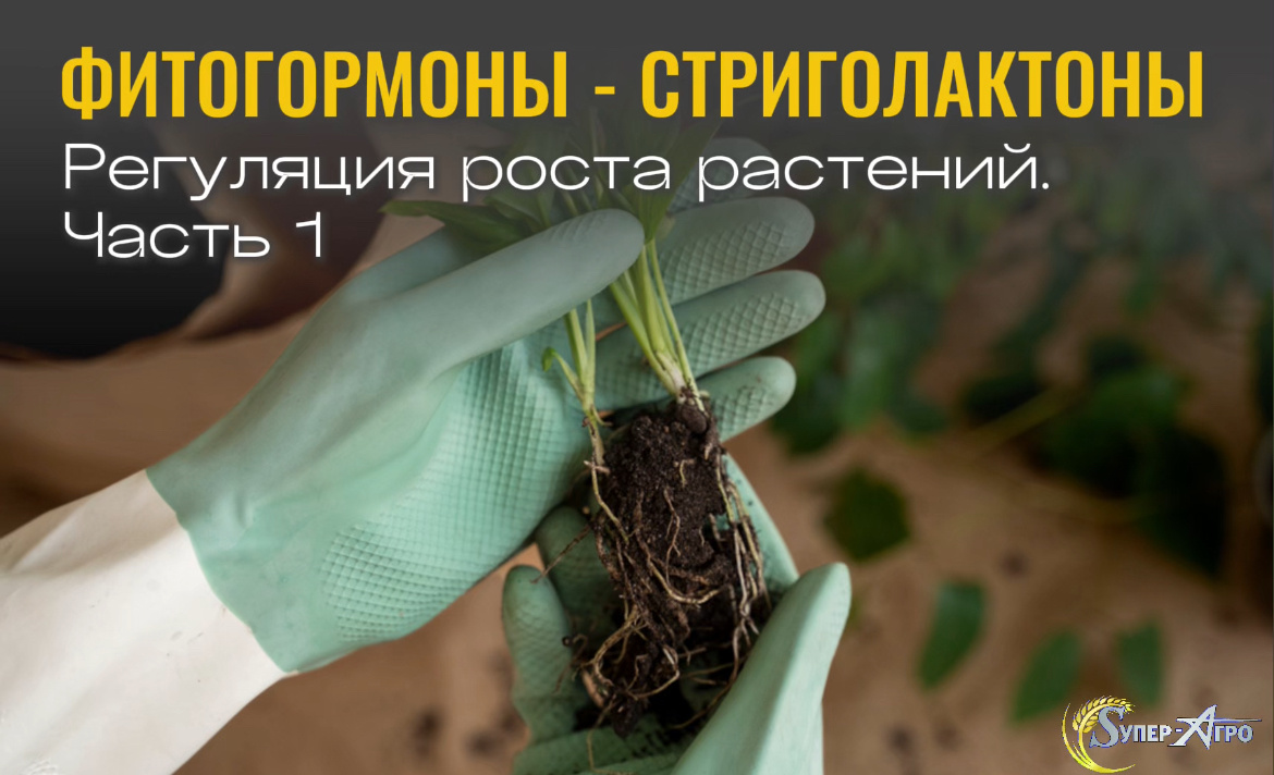 Фитогормоны