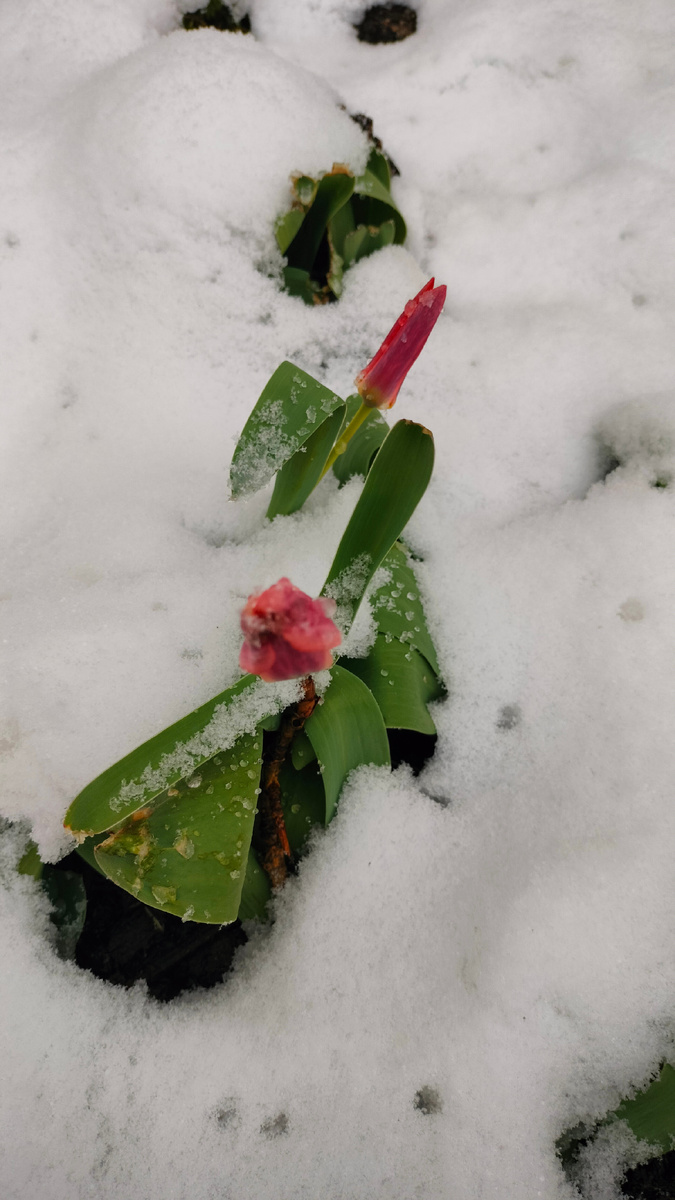 Грустная картина. Фото автора.