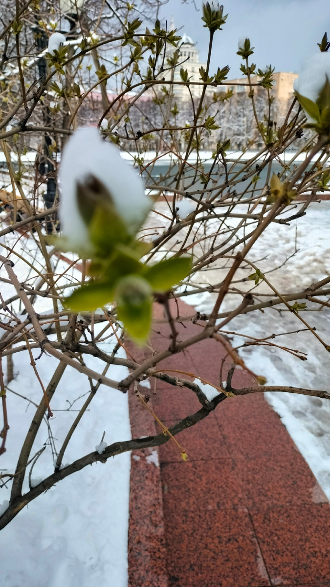 Начало апреля на Патриарших. Фото автора.