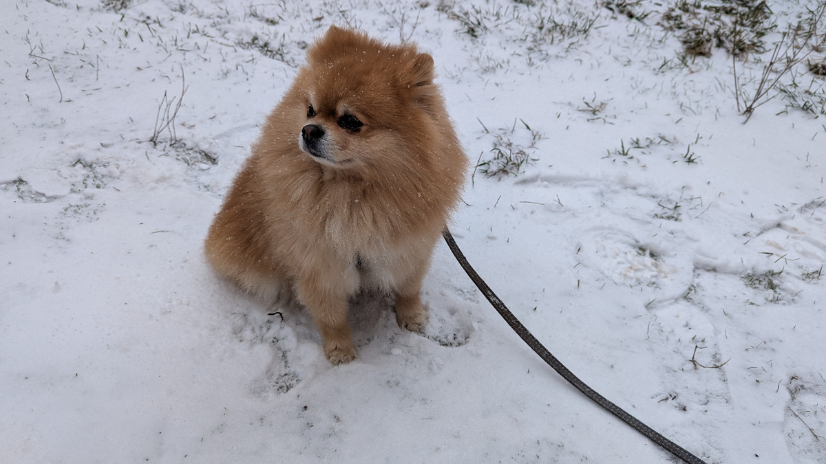 Довольный Симба 