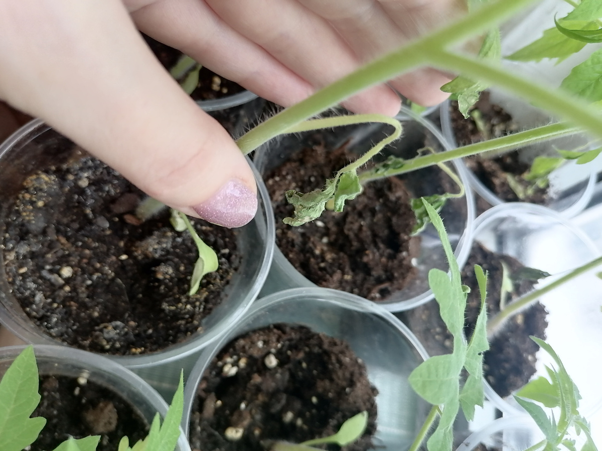 Начали сохнуть нижние настоящие листочки