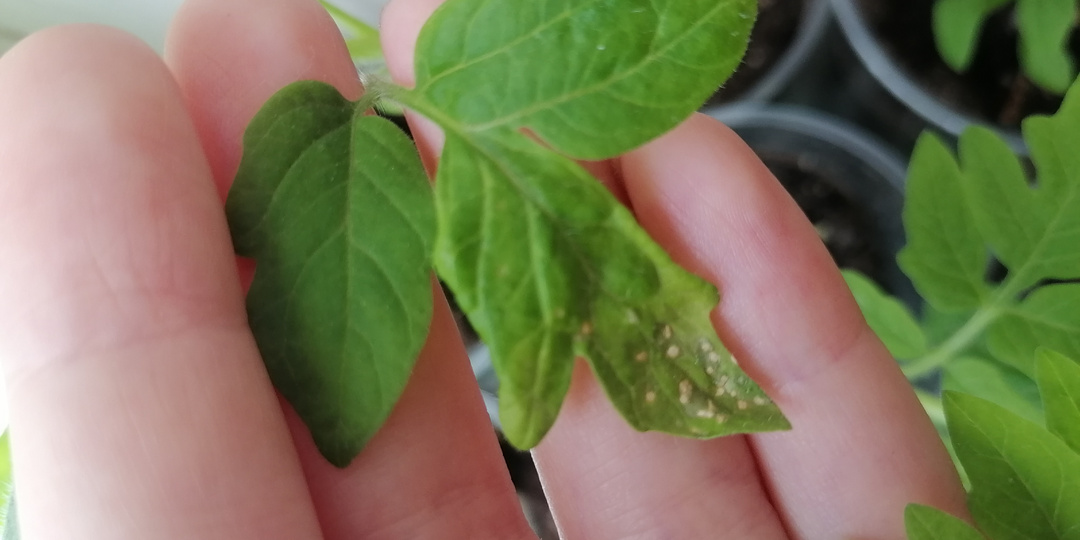 Трипсы на рассаде