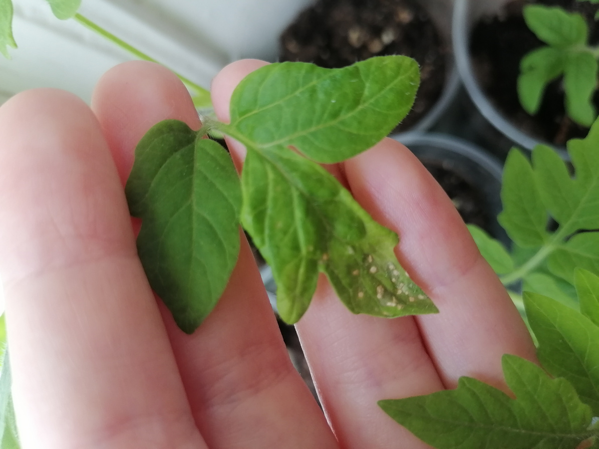 Сухие пятнышки на листьях