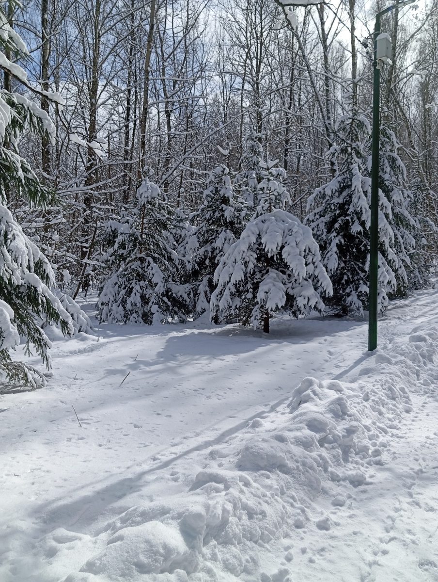 Берендеев лес. 