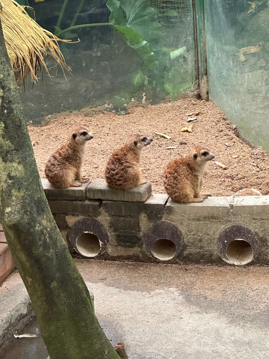 Ряд сурикатов