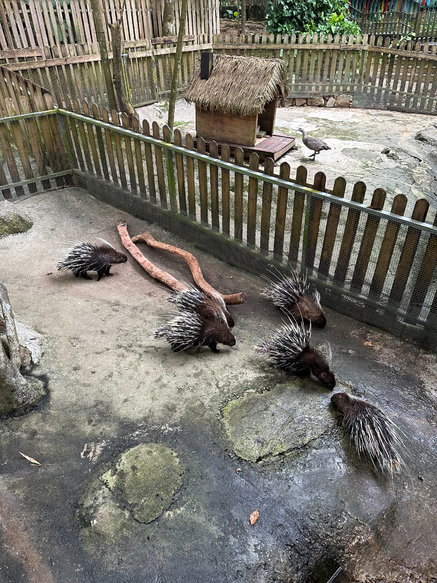 Суета дикобразов