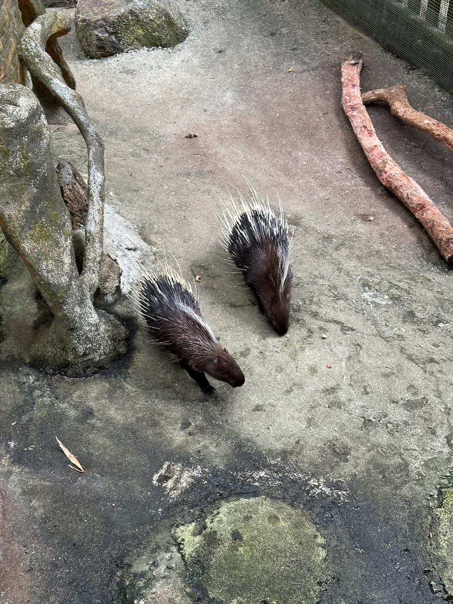 Два дикобраза бегут к нам