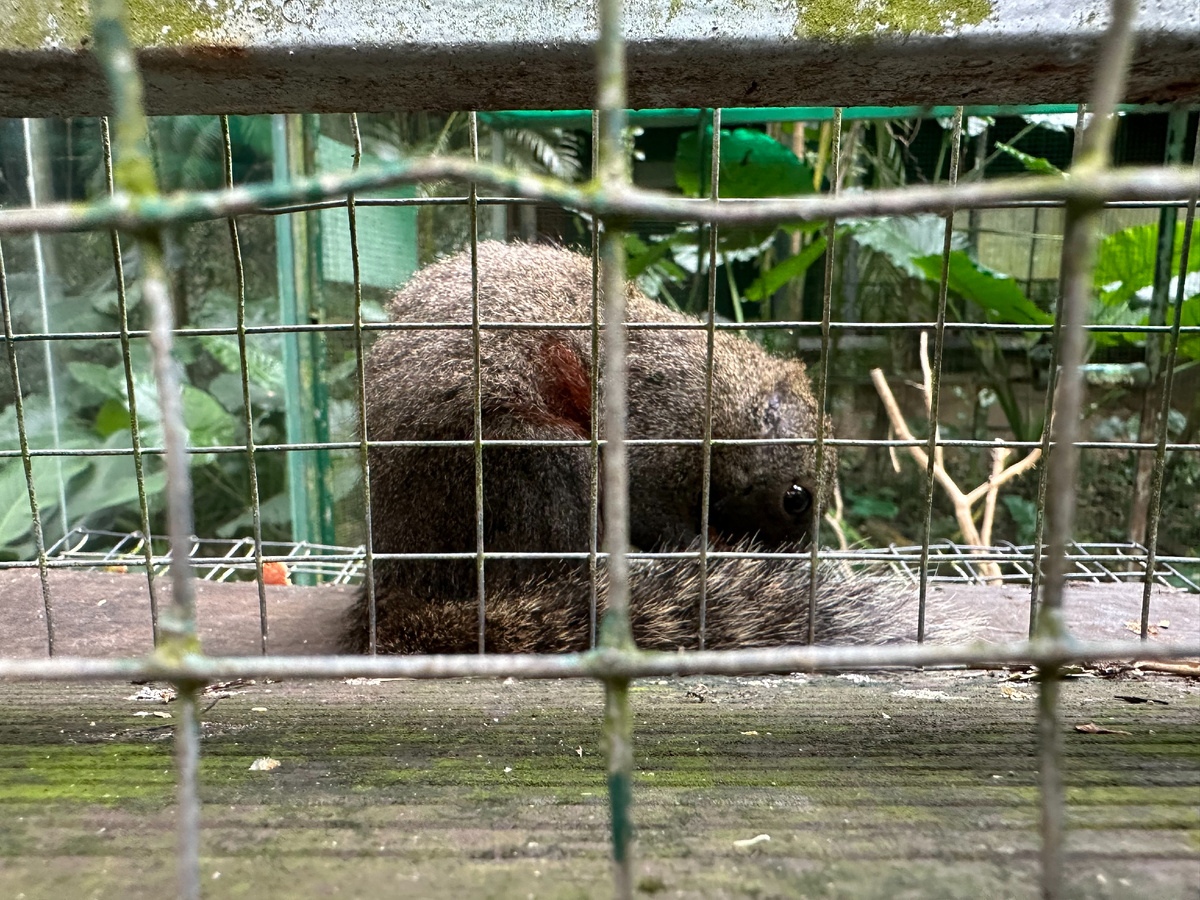 Таинственный зверь притаился